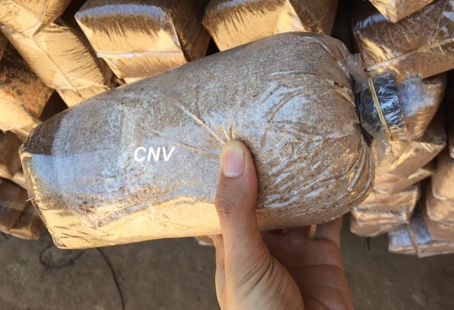 Các túi phôi trồng nấm linh chi cần được đóng cẩn thận