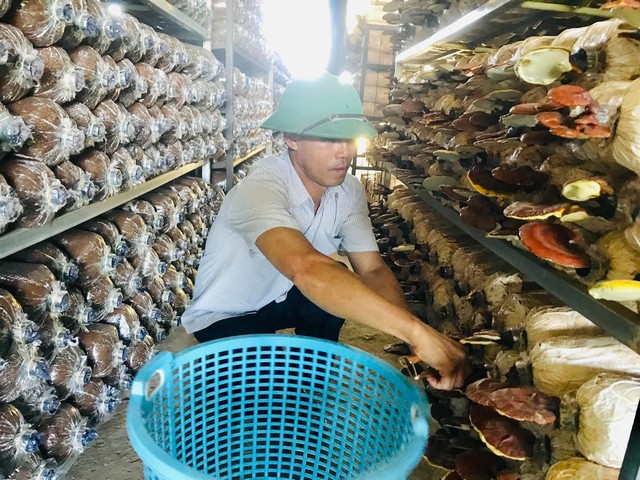 Trồng và chăm sóc đúng kỹ thuật nấm linh chi sẽ có chất lượng cao