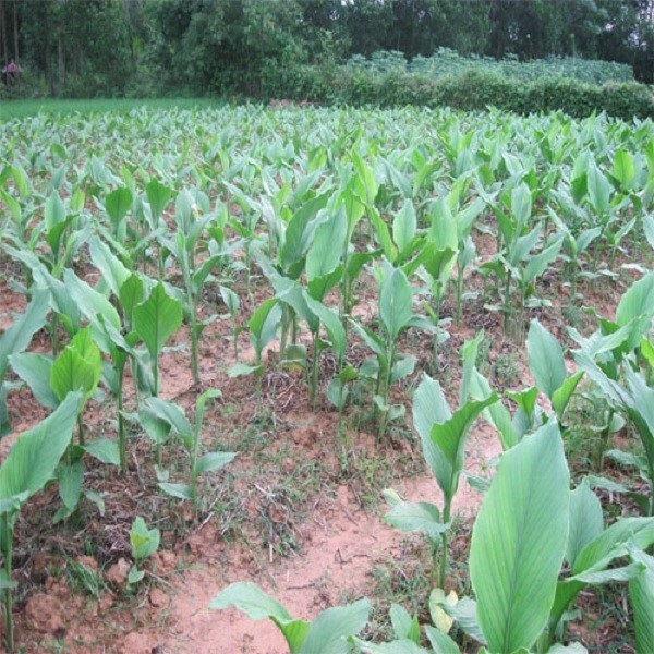 Nghệ đen được trồng nhiều ở vùng núi cao Tây Bắc