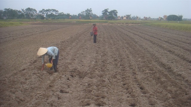 Đất trồng ngô cần được cày sâu 15 – 20cm để tạo độ tơi xốp