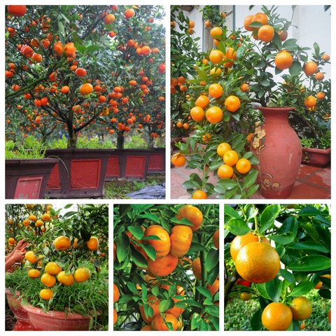 Bạn đã biết những gì về kỹ thuật trồng quýt đường cho năng suất cao vượt trội?