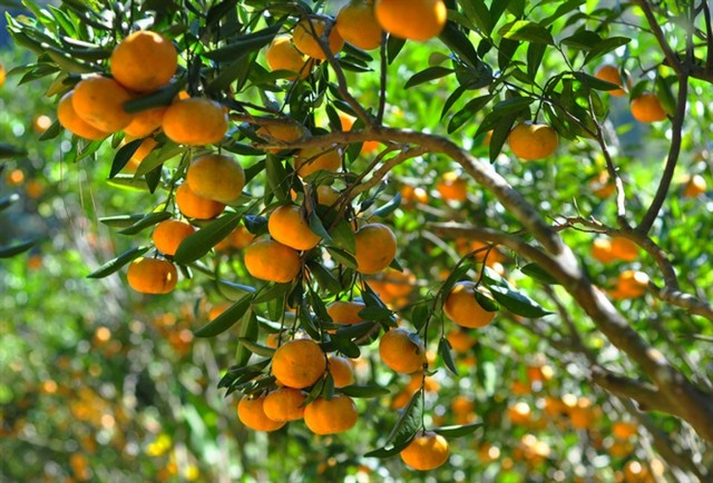 Chăm sóc đúng kỹ thuật giúp nâng cao sản lượng và chất lượng quả