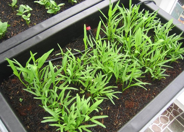 Trồng rau muống cũng không cần phải bón phân thường xuyên