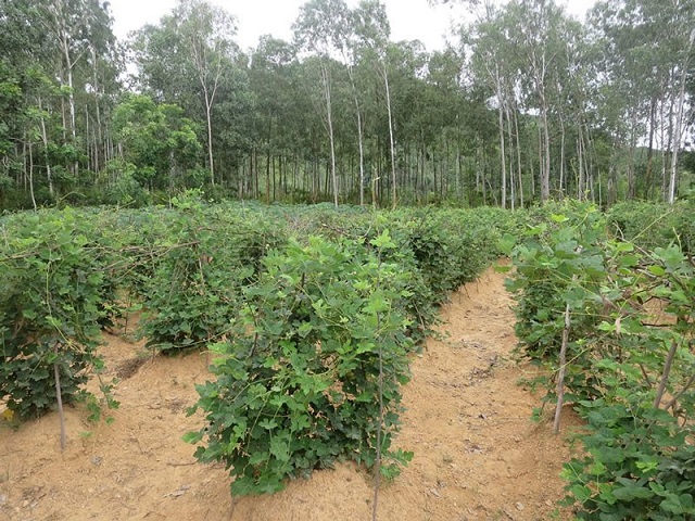 Kỹ thuật trồng sắn dây cho vườn cây xanh tốt