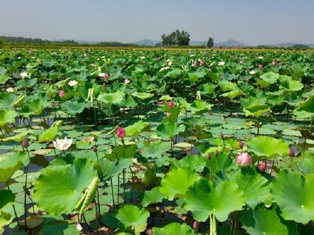 Sen là cây thân thảo, mọc dưới nước ao, hồ