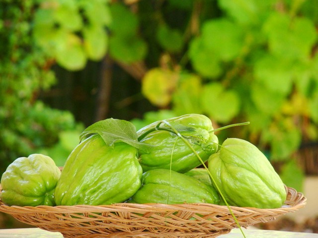 Chia sẻ kỹ thuật trồng su su nhiều ngọn, nhiều trái ai cũng mê mẩn