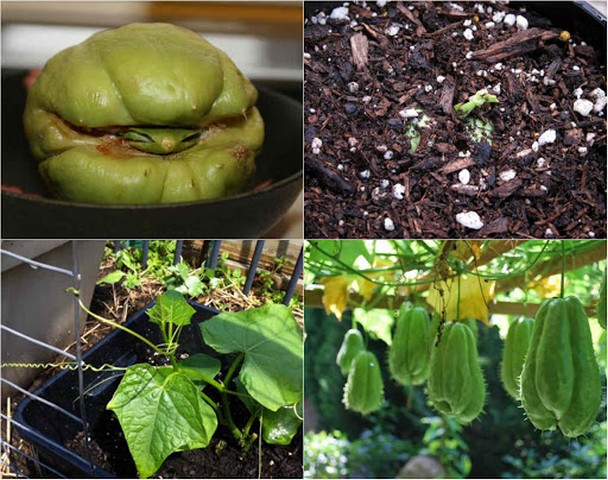 Su su có thể trồng bằng cách ươm quả già nảy mầm