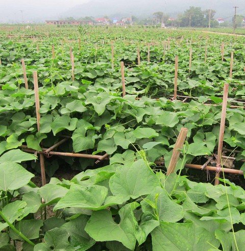 Su su chăm sóc đúng kỹ thuật cho năng suất rất cao