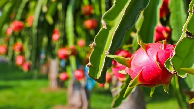 Hướng dẫn kỹ thuật trồng thanh long cho năng suất và chất lượng cao