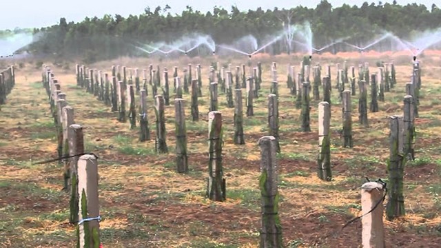 Thiết kế trụ trồng thanh long đạt tiêu chuẩn về khoảng cách và mật độ