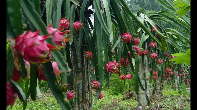 Chăm sóc thanh long đúng cách giúp nâng cao năng suất và chất lượng