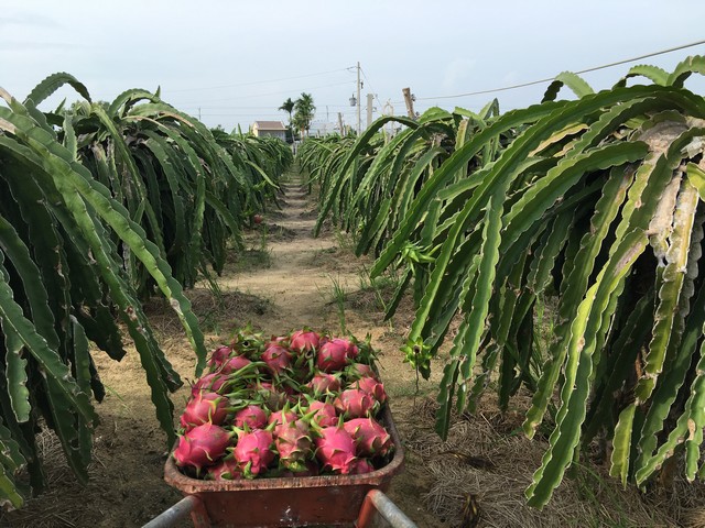 Trái chuyển từ xanh sang đỏ được khoảng 3 ngày thì tiến hành thu hoạch