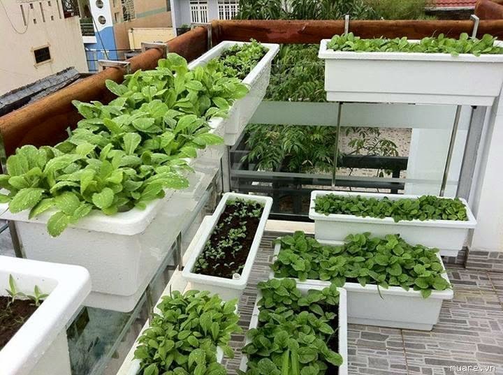 Các phương pháp trồng rau sạch tại nhà