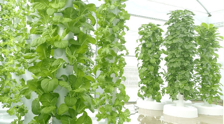 Các phương pháp trồng rau sạc tại nhà