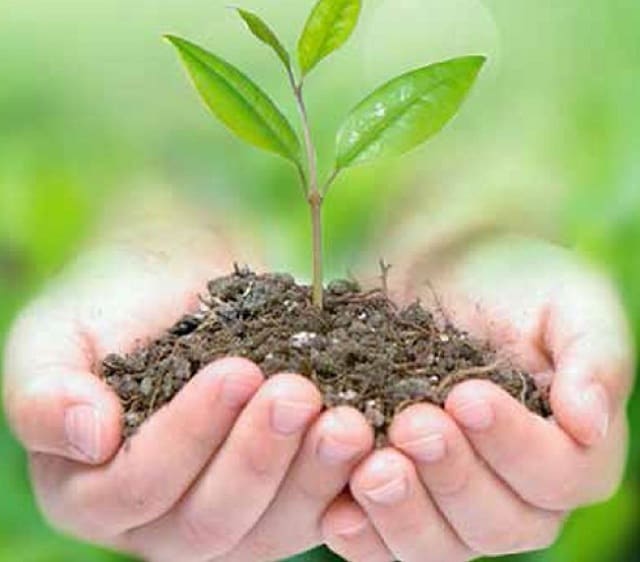 Phân bón ảnh hưởng đến cây trồng