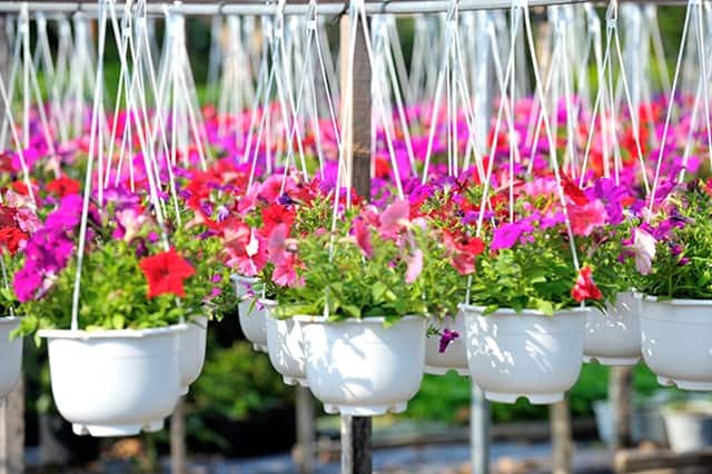 Chăm sóc cây cảnh là sở thích của nhiều người