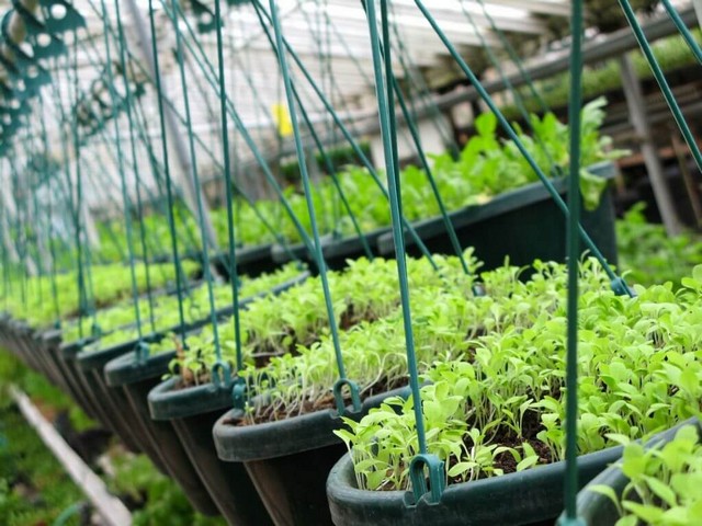 Phân bón nano cung cấp nguyên tố vi lượng dạng hạt siêu nhỏ giúp cây trồng dễ hấp thụ