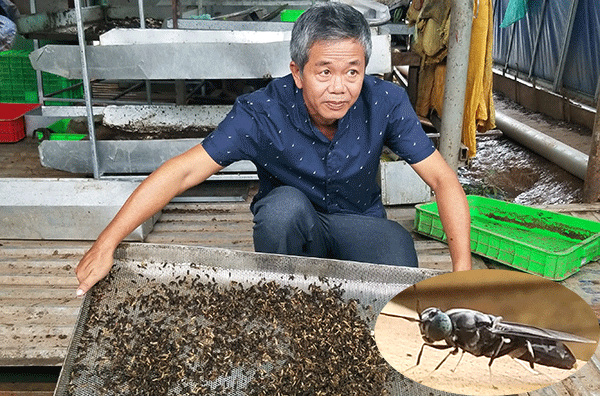 nuôi con độc lạ