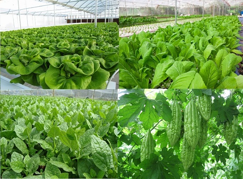 mô hình trồng rau sạch thích hợp loại rau nào