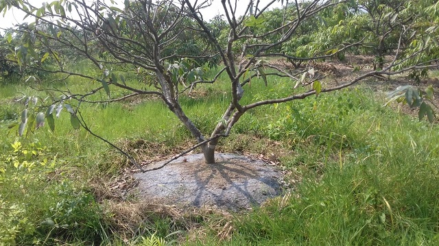 Cây trồng không thể sử dụng hết phân sau khi bón