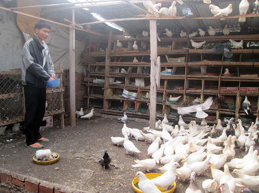 nuôi bồ câu pháp