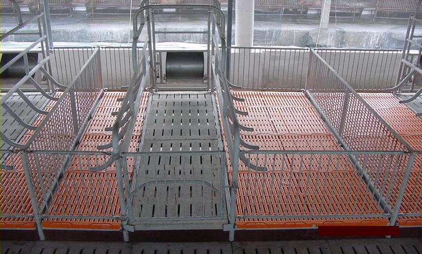 kỹ thuật nuôi heo nái