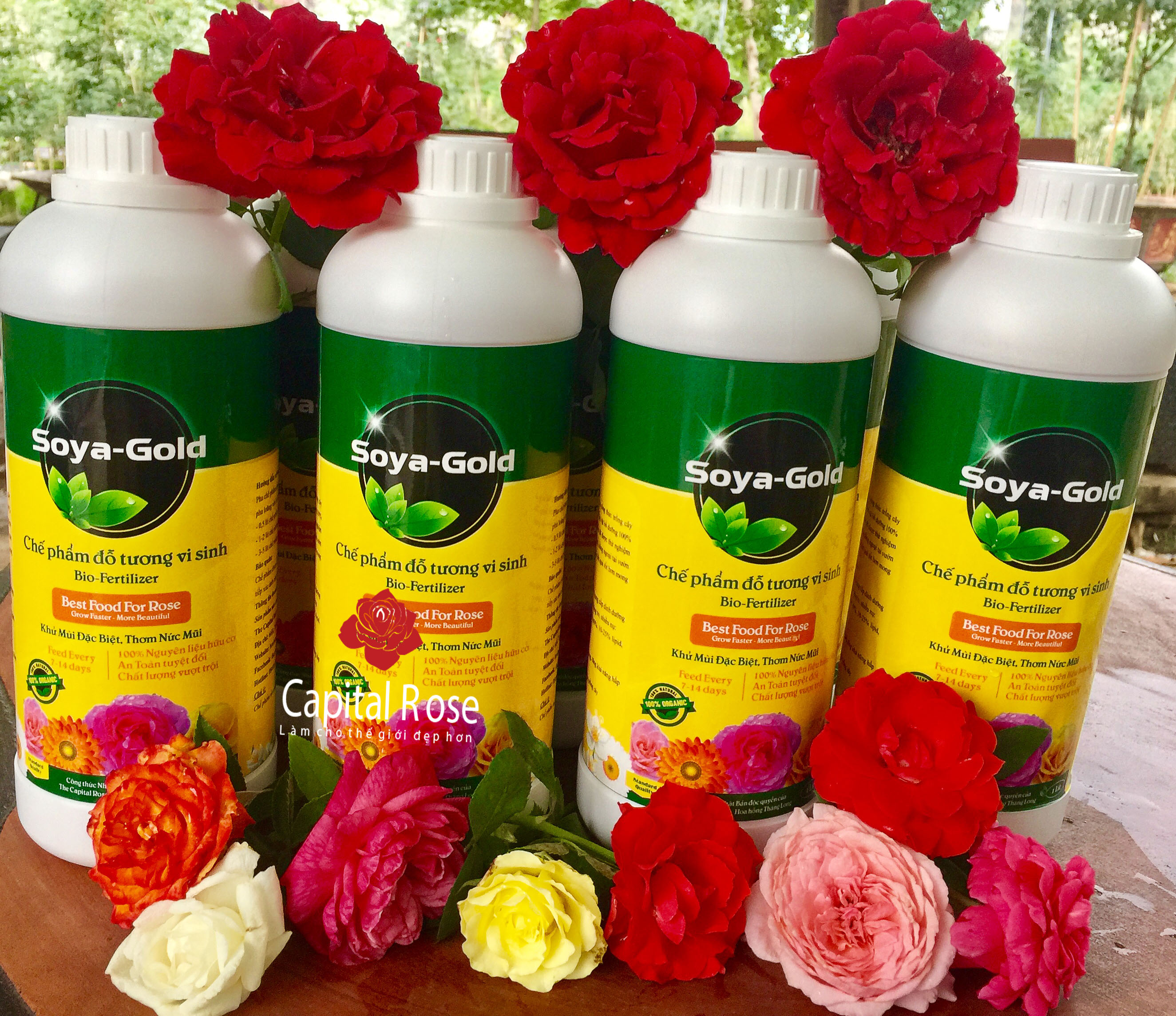 cách chăm sóc hoa hồng