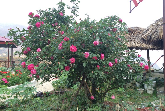 Giống hồng truyền thống