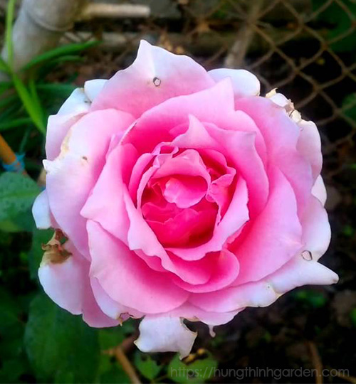 Giống hoa hồng truyền thống