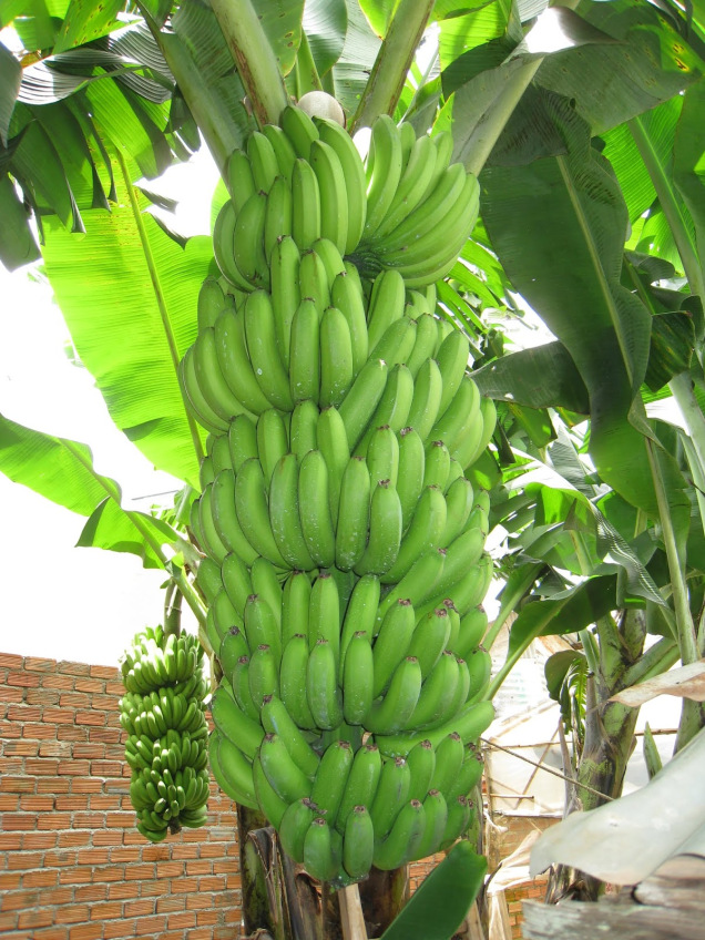 Nông sản Đà Lạt