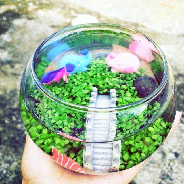 Bình thủy sinh tròn nuôi cá cảnh