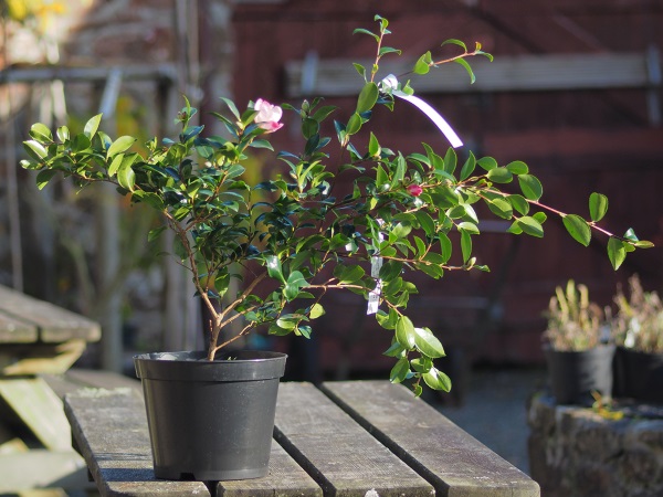 chăm sóc cây hoa hải đường cực dễ