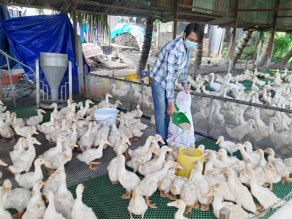 Cho vịt ăn ( ảnh minh họa )