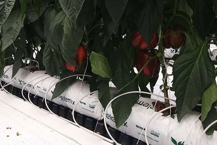 Giá thể xơ dừa ép thẻ Grow bag trồng Ớt chuông
