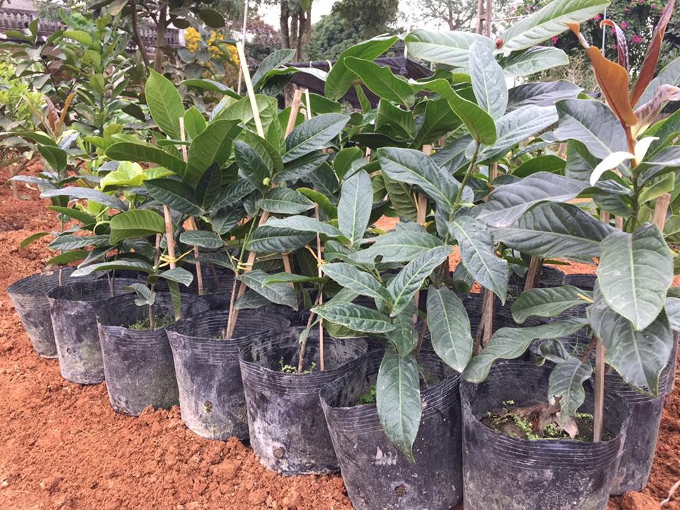 Giống cây hoa Hải Đường