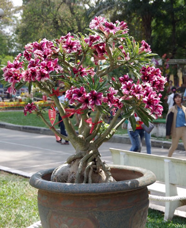 Cách làm cây sứ ra hoa