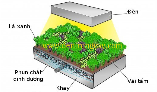 Trang trại rau sạch 3 không