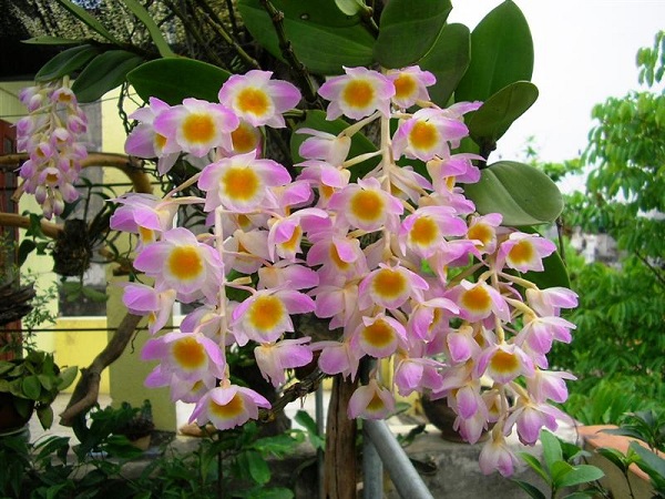 Trồng lan tại nhà