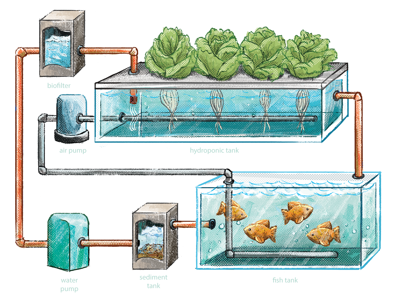 Mô hình Aquaponic