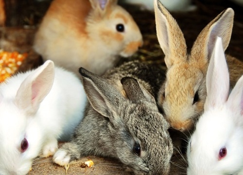 nuôi thỏ không sợ lỗ