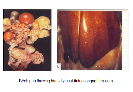 bệnh thường gặp gây nguy hiểm đến tính mạng của vịt
