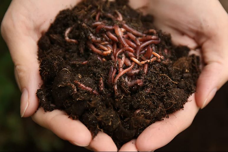 Cách chăm sóc mướp hương