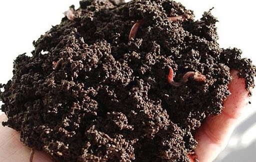 Phân trùn quế đạt chất lượng