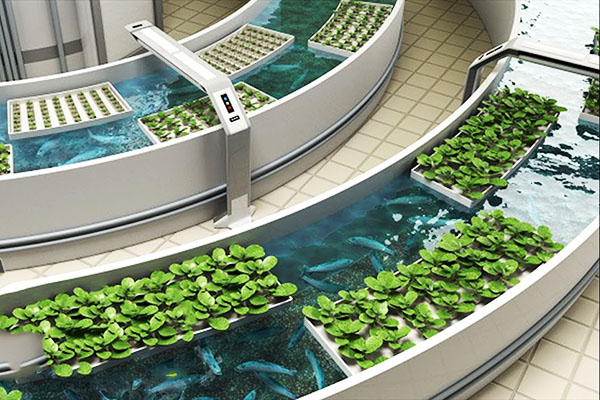 Trồng rau thủy canh kết hợp nuôi cá