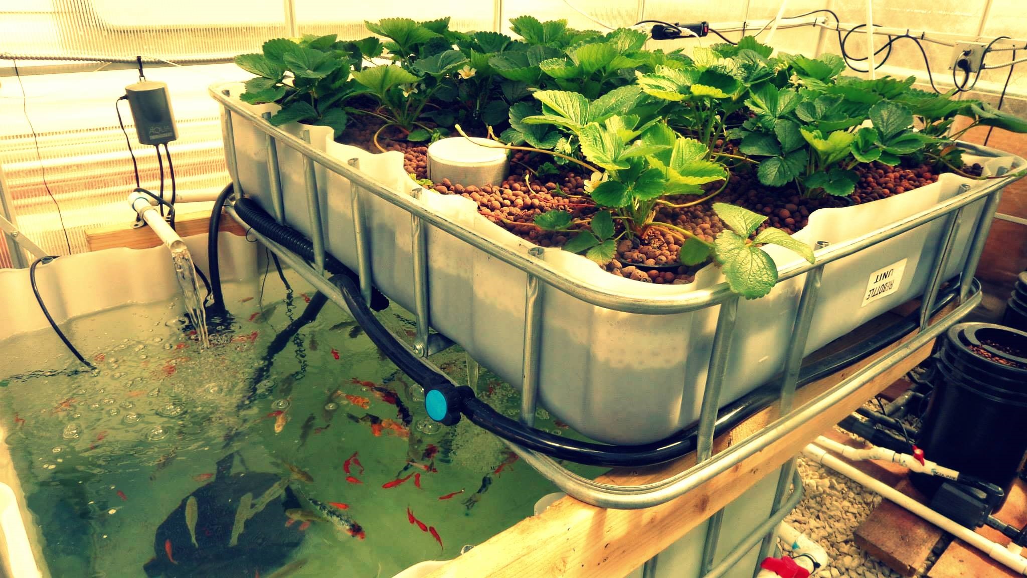 Trồng rau thủy canh kết hợp nuôi cá