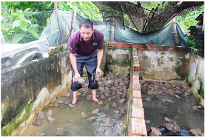 xử lí hồ nuôi ếch