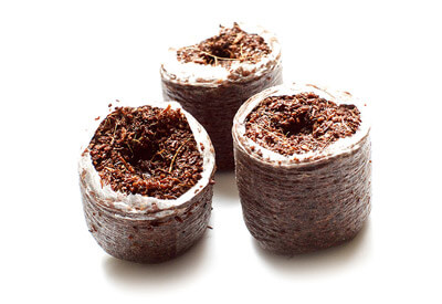 Viên nén xơ dừa trồng cây giống