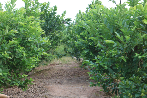 Vườn cây trong trang trại mô hình của anh Nam