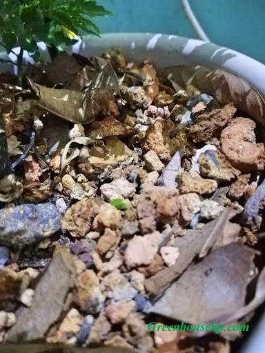 Xỉ than đá - giá thể trồng rau thủy canh