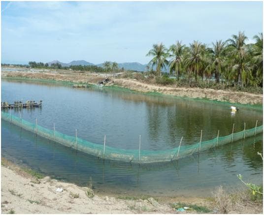 ao nuôi ốc hương và hải sâm